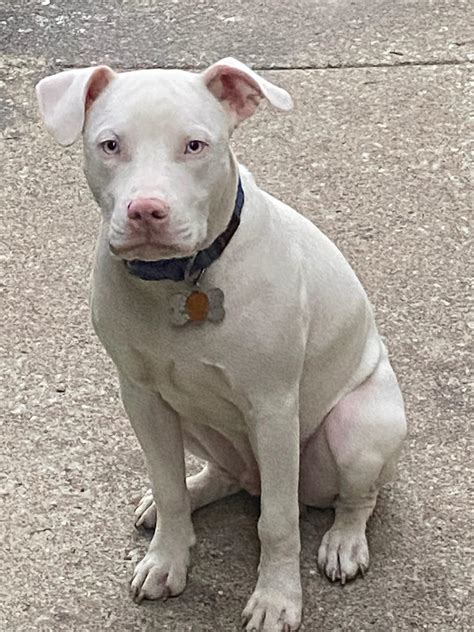 Are All White Pit Bulls Rare
