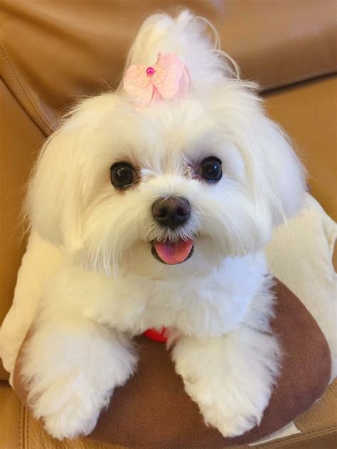 Download Adorable Maltese Puppy | Wallpapers.com