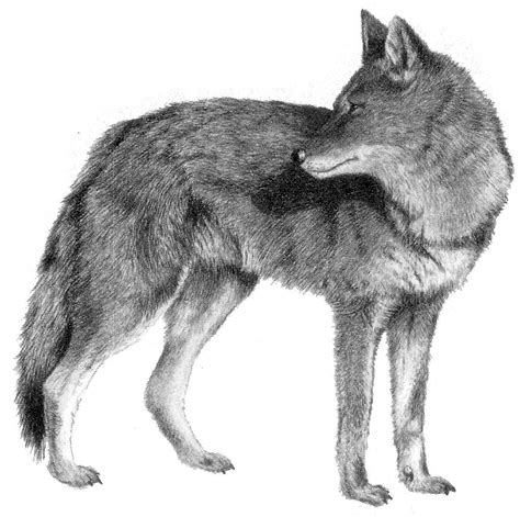 Howling Coyote Drawing at PaintingValley.com | Explore collection of ...
