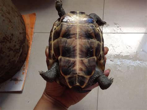 村民野外捡到19斤的乌龟 专家建议“吃掉”_大成网_腾讯网