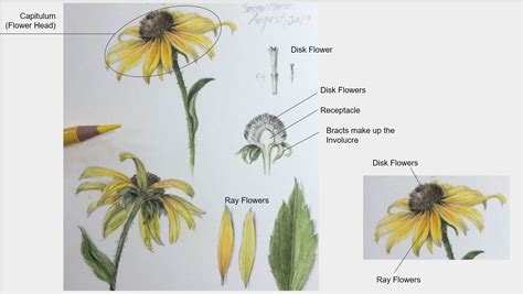 Image result for How to Draw Inflorescences