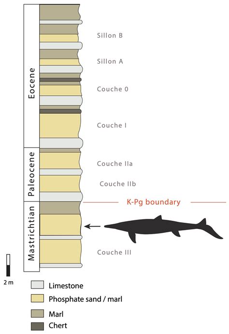 A New Species of the Durophagous Mosasaurid Carinodens from the Late ...