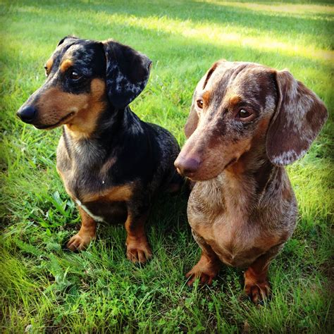 Full Grown Red Dapple Dachshund, Full Grown Mini Dachshund Appearance ...