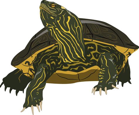 Image result for Map Turtle