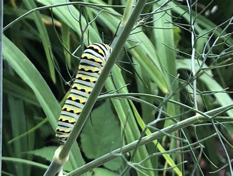 Swallowtail Caterpillar Eat at Christopher Bryant blog