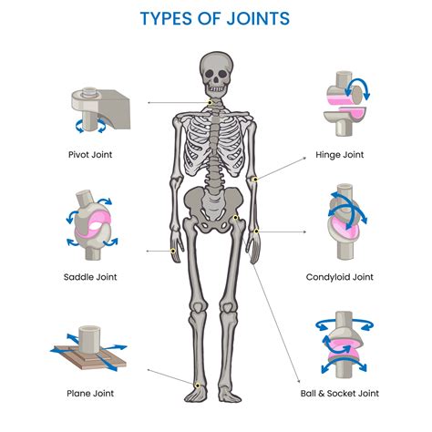 What Are Pivot Joints In The Human Body at Alica Morgan blog
