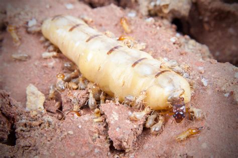 Termite Queen’s Role, Appearance, Size, & Lifespan | EcoGuard