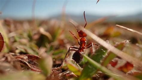 Image result for Ant Tutorial Video