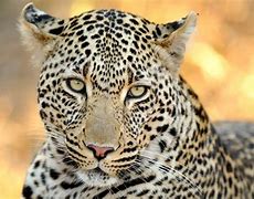 Image result for wild-life