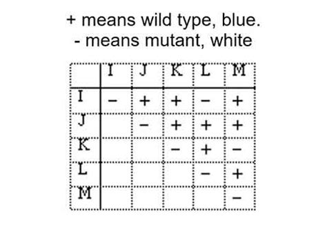 Image result for Complementation Example