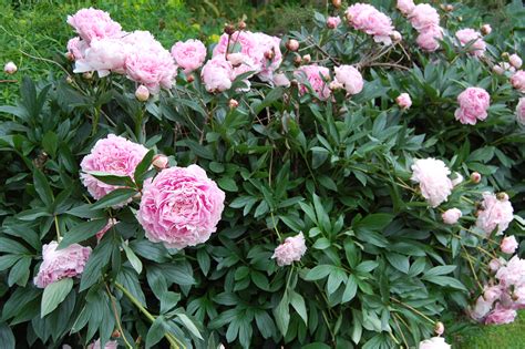 Paeonia lactiflora ‘Sarah Bernhardt’ | landscape architect's pages