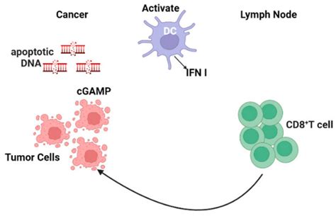 Cancers | Special Issue : Cytokines in Cancer Immunotherapy (2nd Edition)