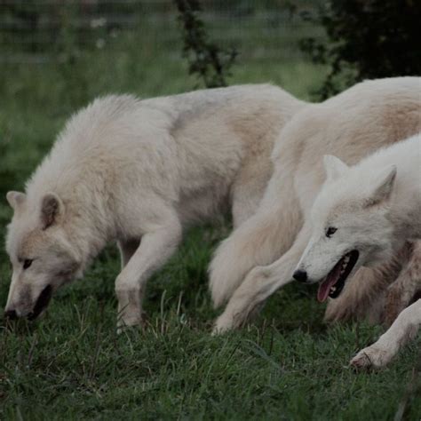 Arctic Wolves 的图像结果