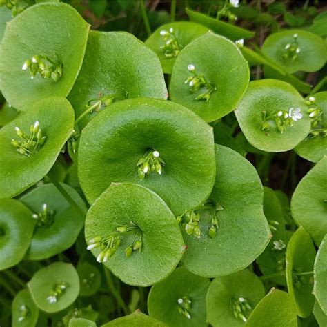 Miner's Lettuce seeds | The Seed Collection