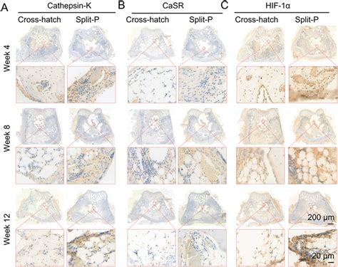 Image result for IHC Staining