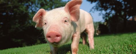 1995年几月出生的猪终身命好 农历八月出生的猪命最好 - 万年历