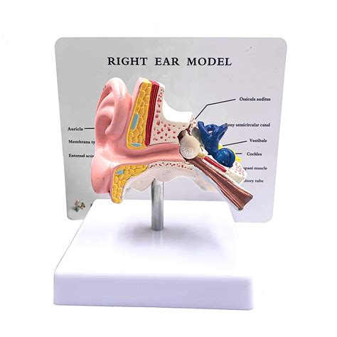 Human Ear Anatomy Model 1:1，3D Professional Desktop Ear Joint ...
