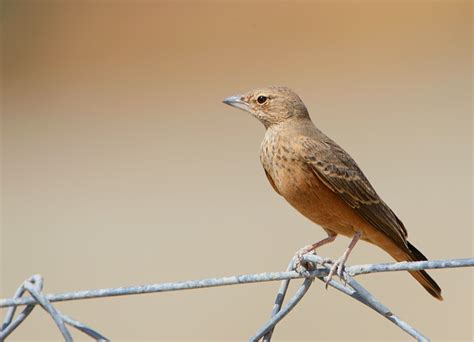 Rufous-tailed Lark - Ammomanes phoenicurus - Alaudidae - Birds of India ...