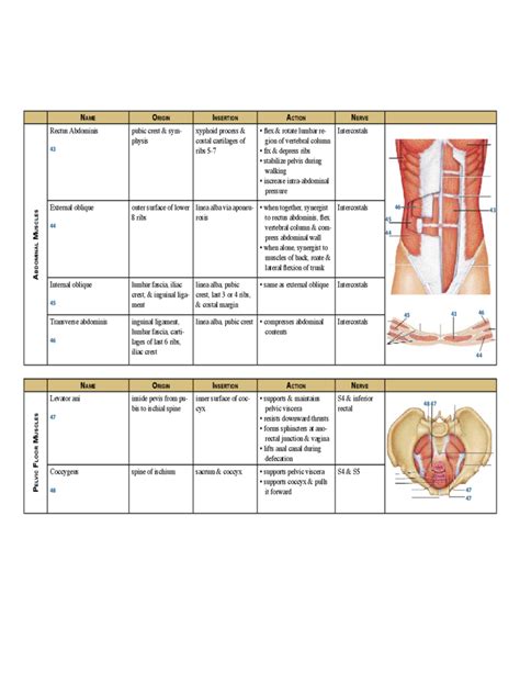 Body Muscle Exercise Chart 的图像结果