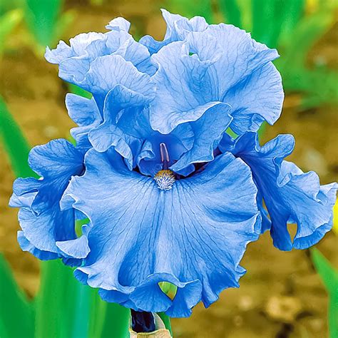 Top 10 Bearded Iris Flowers for Your Garden - Birds and Blooms