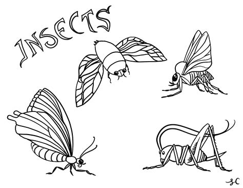 Insect Printable Coloring Pages
