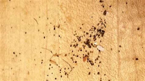 German Cockroach Poop 的图像结果