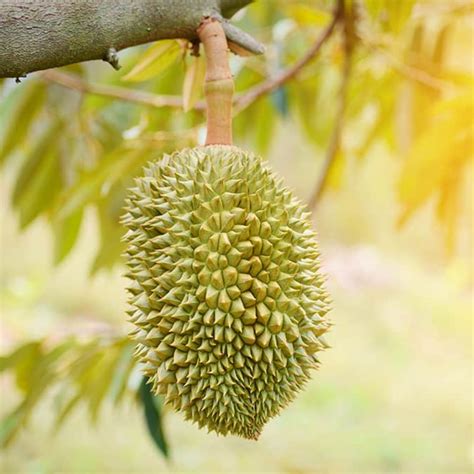 Durian Grafted (Durio) Fruit Live Plant (Home & Garden) – Hug A Plant