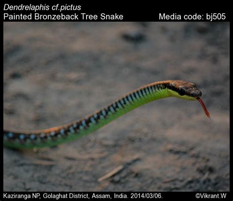 Dendrelaphis pictus (Gmelin, 1789) - Painted Bronzeback Tree Snake ...