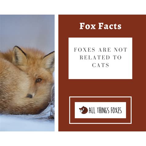 Fox Facts | Interesting Facts about Foxes - All Things Foxes