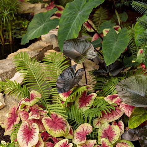 Proven Winners Heart Of The Jungle Elephant's Ear (colocasia) in 1 ...
