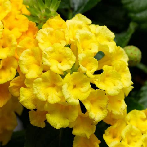 Best Selling Plant Combos Online | Seed2Plants – Seed2Plants.in