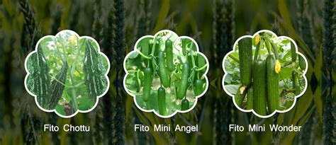 FITO GIVES YOU THE BEST SEEDS TO EXCEL IN YOUR FARMING