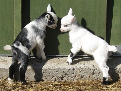 Funny Baby Goat Wallpaper True Trail Farms — Visit West Volusia