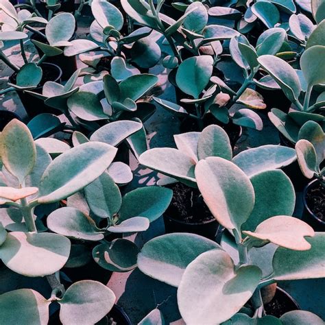 Green background. plant lover concept | Premium Photo