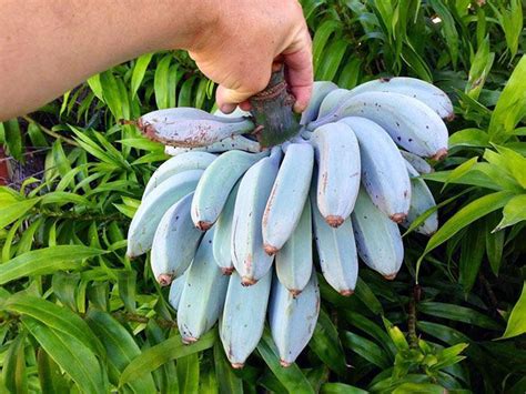 Image result for Blue Java Banana Recipes