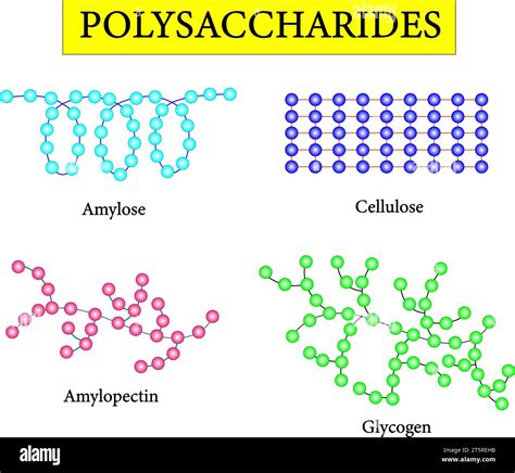 Polysaccharides