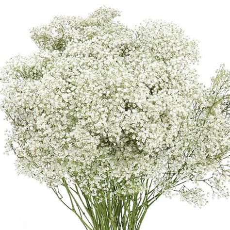 Million Star Baby’s Breath – Bulk Flower | Phoenix AZ