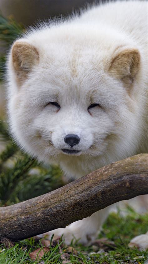 Download wallpaper 2160x3840 arctic fox, fox, animal, white, furry ...