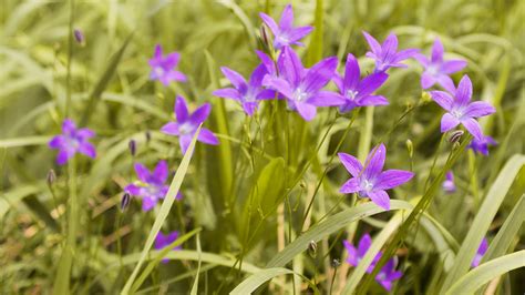 grass, Flowers, Purple Wallpapers HD / Desktop and Mobile Backgrounds
