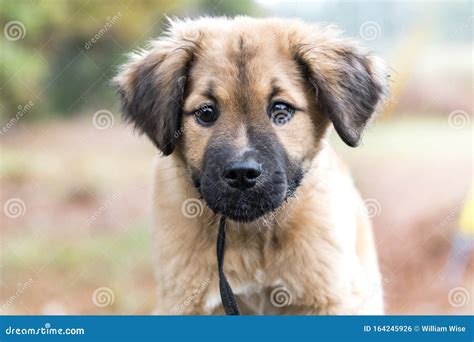 Cute Fluffy Retriever Leonberger Mix Puppy Dog Stock Photo - Image of ...