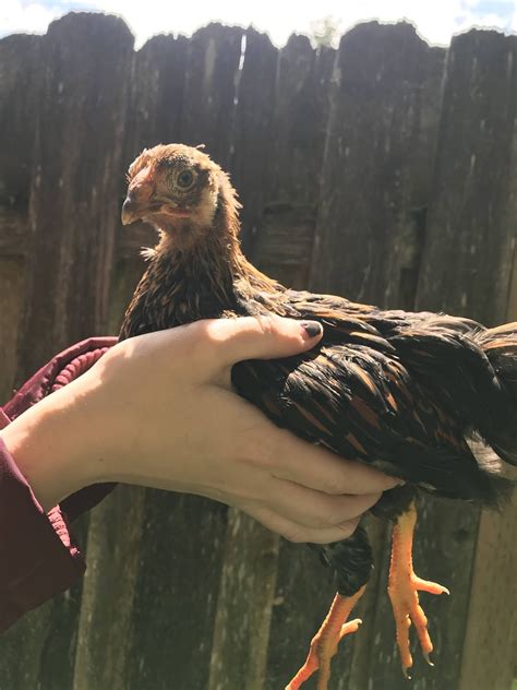 Image result for Alien Self Disorder Akbar