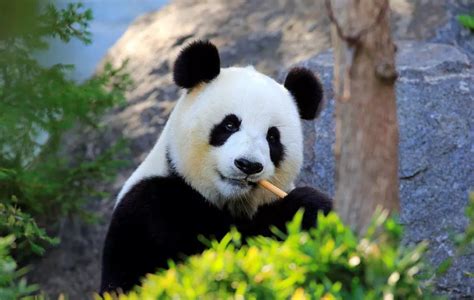 大熊猫的前世今生 - 知乎