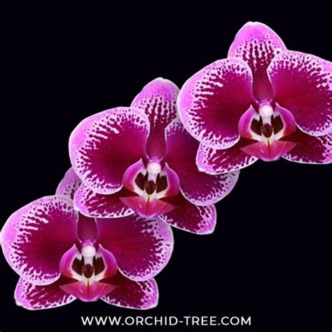 Buy Phalaenopsis Orchids Online India | Moth Orchid Colors Flower ...