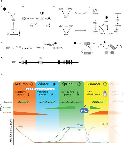 Frontiers | Contemplation on wheat vernalization