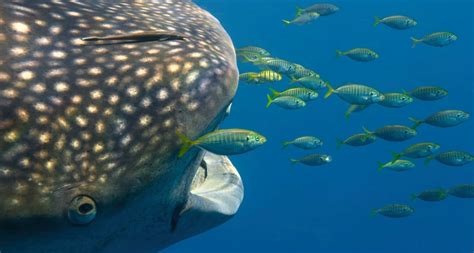 Do Sharks Have Eyelids? Do They Blink Their Eyes?