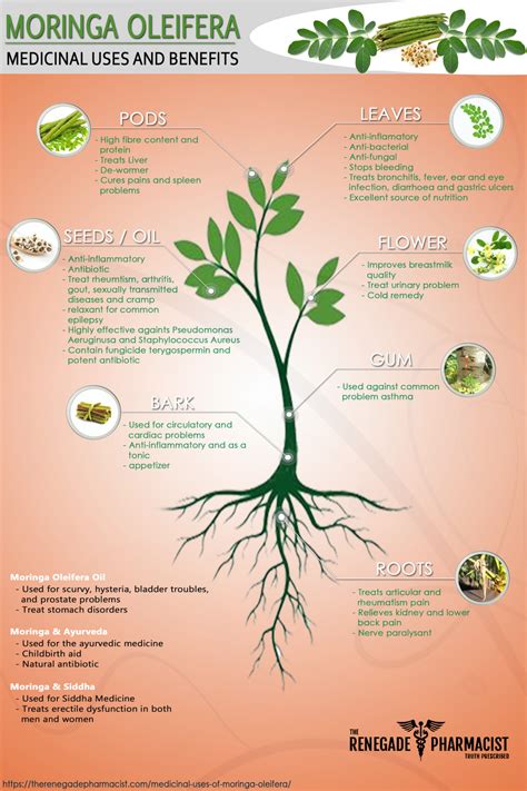 How moringa benefits your health medicinal uses of moringa oleifera infographic – Artofit