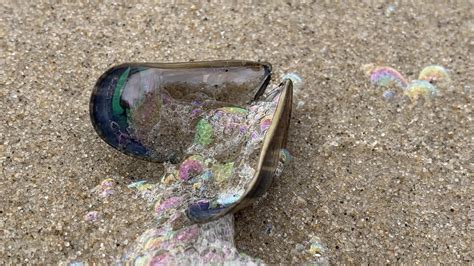 Image result for Musselshell High Resolution