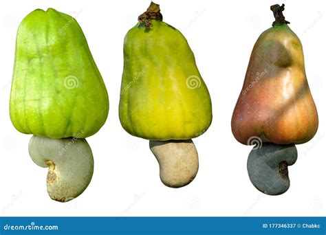 Cashew Nut Raw and Ripe Fruit Stock Image - Image of nuts, leaves ...