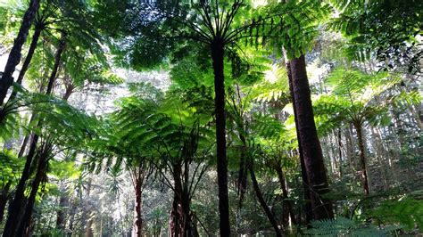 10 BEST Places to Visit in Norfolk Island - UPDATED 2022 (with Photos ...