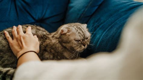 Cat throwing up white foam: Vet's guide to causes and treatment | PetsRadar